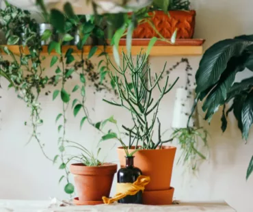 two green leafed plants in brown pot